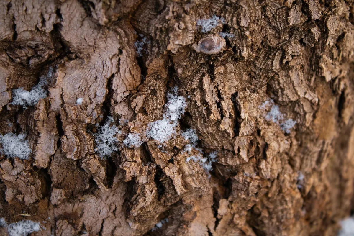 How to Identify Common UK Woodland Trees in Winter: A Beginner's Field Guide