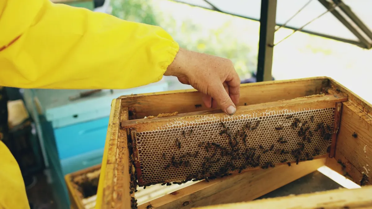 The Beekeeper's Monthly Checklist: Seasonal Hive Tasks for a Healthy UK Colony